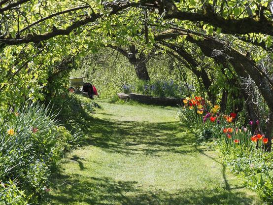 Ancient apple and pear trees create an avenue with a tightly mown grass path through, with the last of the tulips at the margins