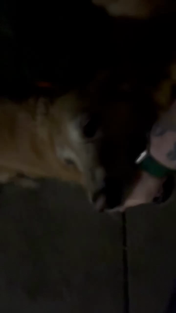It is nighttime, and this video was taken in my yard, which is made up of a concrete patio and some much abused grass, complete with more than their fair share of weeds. I am a white person with tattoos on my arms, wearing a green Apple Watch on my right wrist. Phoenix, a medium reddish brown golden retriever, comes up to me and puts her mouth on my hand so that she can lead me. I asked her to take me to the swing. She takes a few steps and then pauses, indicating that there's a step onto the patio before pivoting her body and going up the step herself first. Once I get up the step, she turns right and leads me to my porch swing so I can sit down.