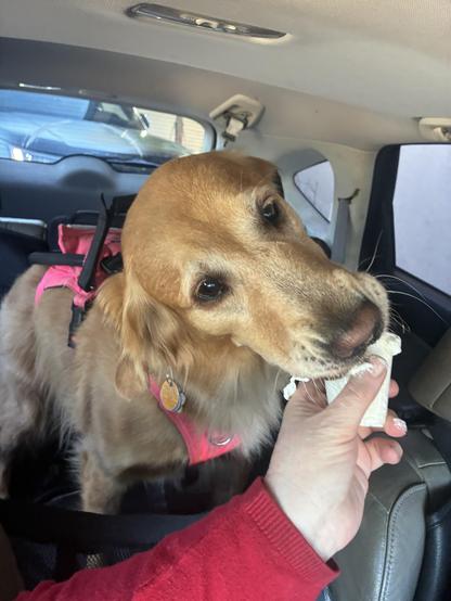 Phoenix, a reddish blonde golden retriever wearing a neon pink service dog harness with black handles and straps is sitting in the backseat of a car. A white person wearing a red shirt has a small cup of whipped cream in their hand. Phoenix is licking the whipped cream out of the cup and has given herself a whipped cream mustache.
